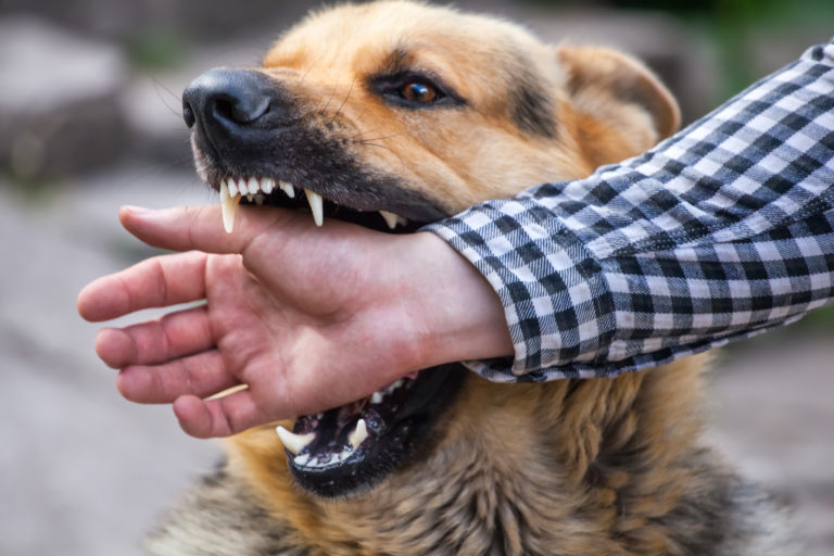 Dog Bite lawyers in San Diego. Call our Attorneys now 619-752-2217